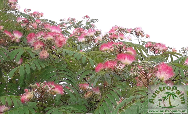 cold hardy trees cold hardy trees