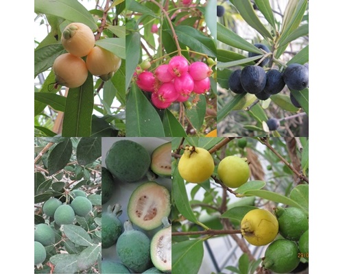 exotic fruit plants exotic fruit plants