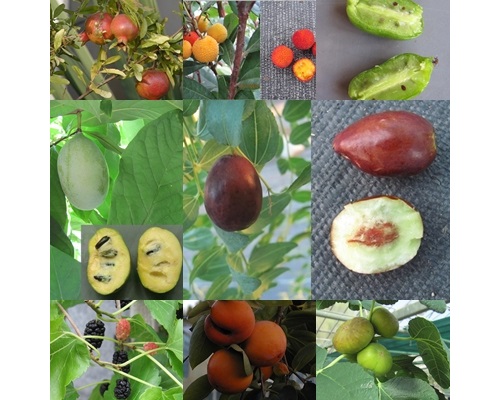 cold hardy fruit plants cold hardy fruit plants