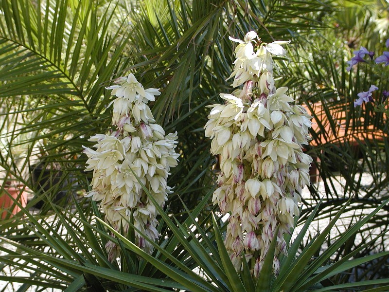 Yuccas, Agaves, Succulents Yuccas, Agaves, Succulents